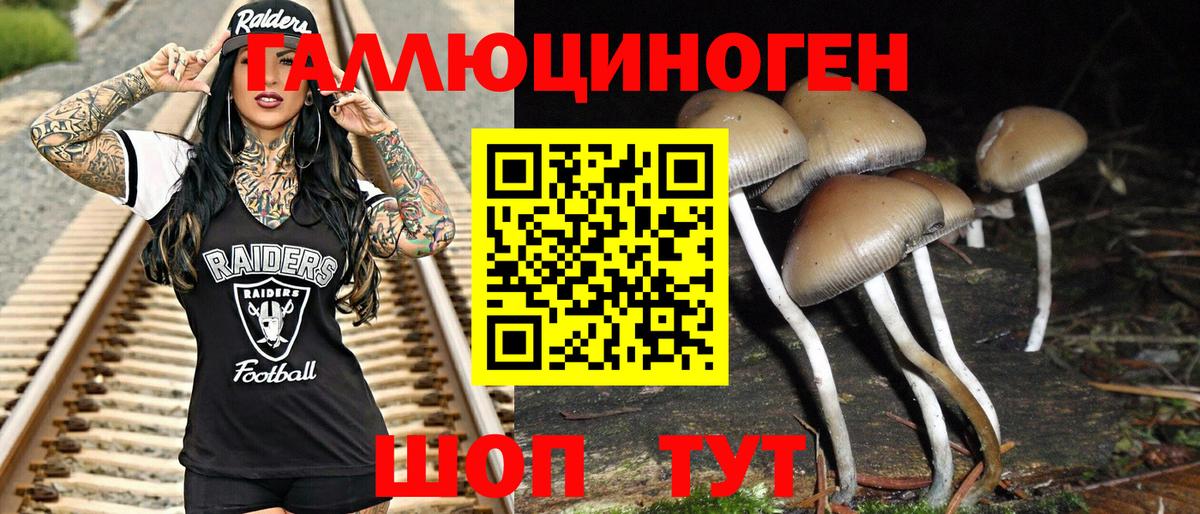 Галлюциногенные грибы Psilocybine cubensis Нововоронеж